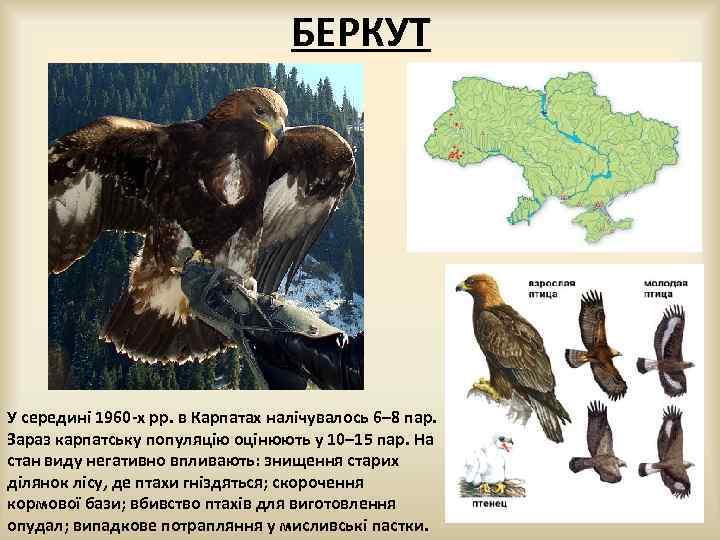БЕРКУТ У середині 1960 -х рр. в Карпатах налічувалось 6– 8 пар. Зараз карпатську