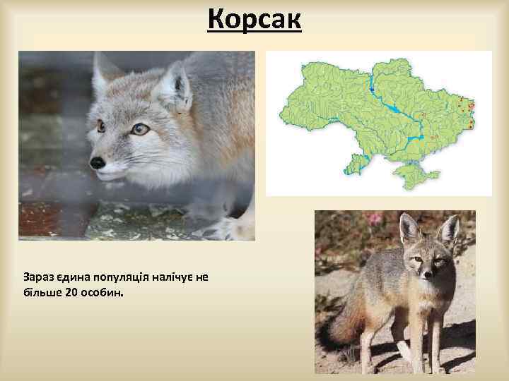Корсак Зараз єдина популяція налічує не більше 20 особин. 