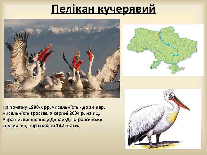 Пелікан кучерявий На початку 1990 -х рр. чисельність - до 14 пар. Чисельність зростає.