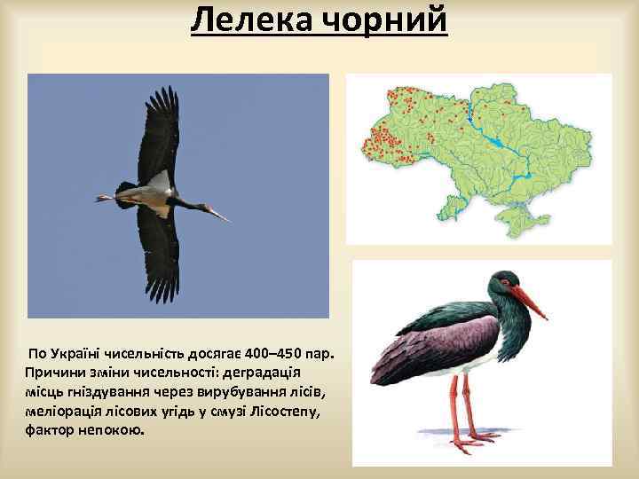 Лелека чорний По Україні чисельність досягає 400– 450 пар. Причини зміни чисельності: деградація місць
