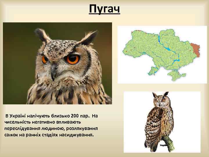 Пугач В Україні налічують близько 200 пар. На чисельність негативно впливають переслідування людиною, розлякування