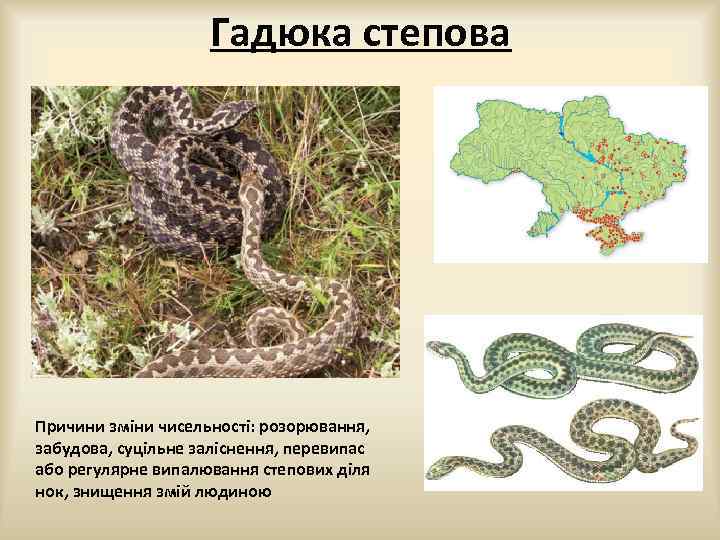 Гадюка степова Причини зміни чисельності: розорювання, забудова, суцільне заліснення, перевипас або регулярне випалювання степових