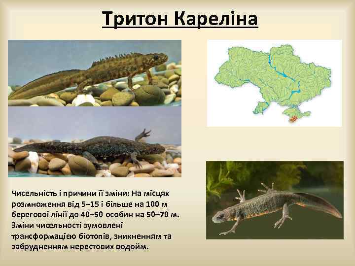Тритон Кареліна Чисельність і причини її зміни: На місцях розмноження від 5– 15 і