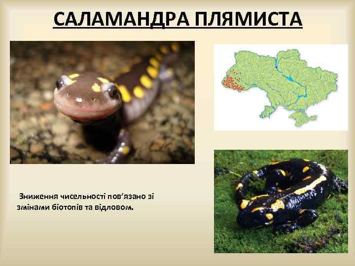 САЛАМАНДРА ПЛЯМИСТА Зниження чисельності пов’язано зі змінами біотопів та відловом. 