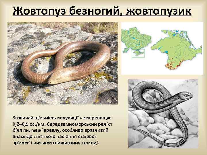Жовтопуз безногий, жовтопузик Зазвичай щільність популяції не перевищує 0, 2– 0, 5 ос. /км.