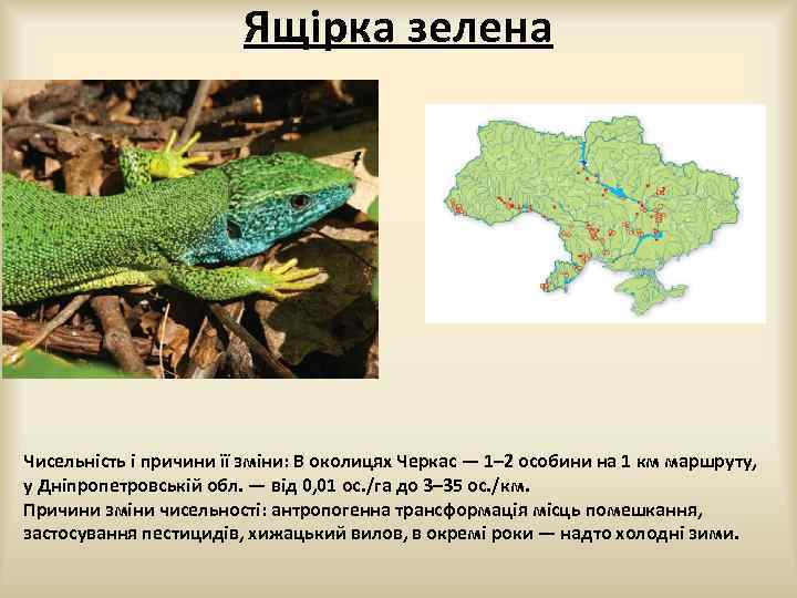 Ящірка зелена Чисельність і причини її зміни: В околицях Черкас — 1– 2 особини