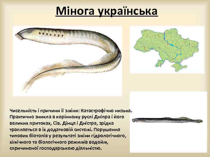 Мінога українська Чисельність і причини її зміни: Катастрофічно низька. Практично зникла в корінному руслі