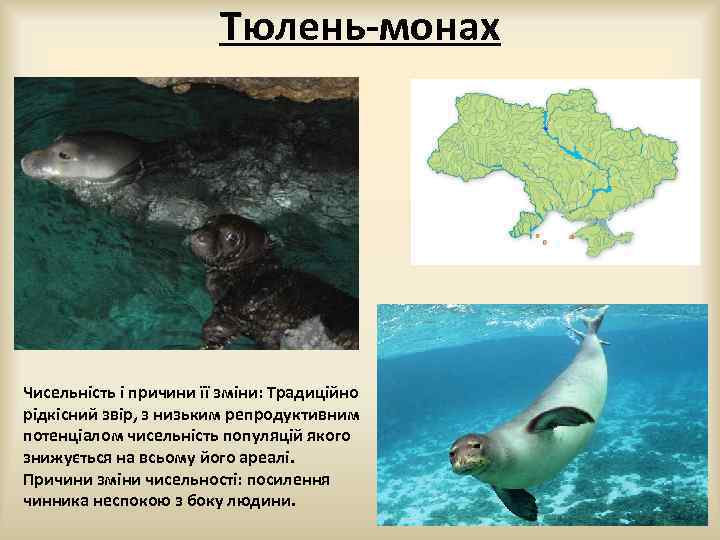 Тюлень-монах Чисельність і причини її зміни: Традиційно рідкісний звір, з низьким репродуктивним потенціалом чисельність