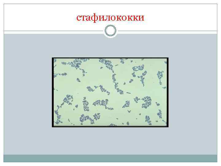 стафилококки 