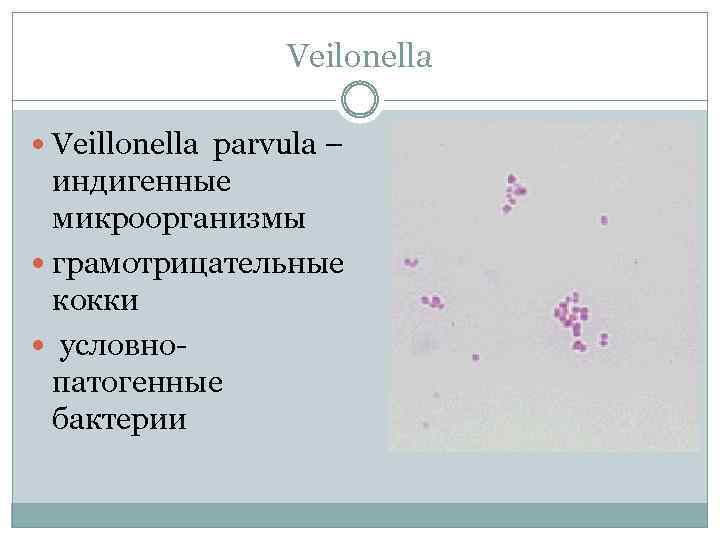 Megasphaera spp veillonella spp dialister spp. Анаэробные грамотрицательные кокки (вейлонеллы).. Грамотрицательные бактерии вейлонеллы. Вейлонеллы морфология. Вейлонелла кокки.