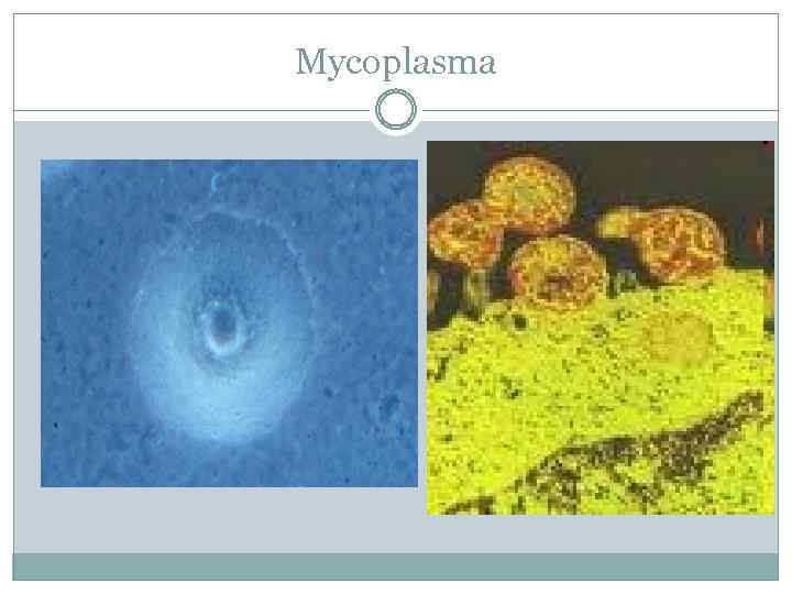 Mycoplasma 