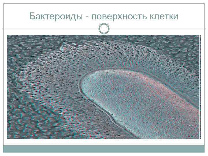 Бактероиды - поверхность клетки 