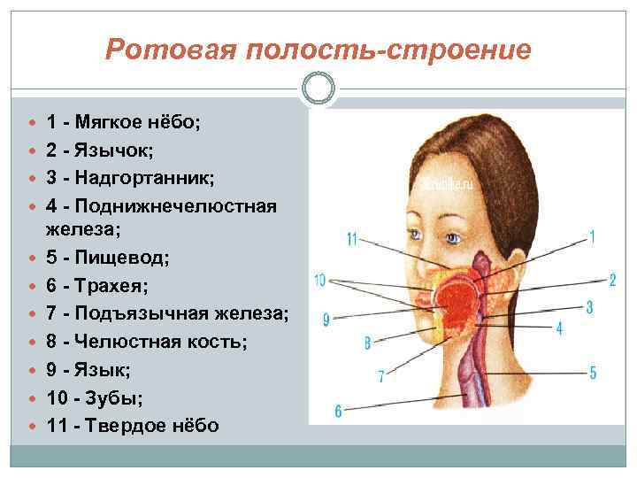 Строение полости рта человека фото