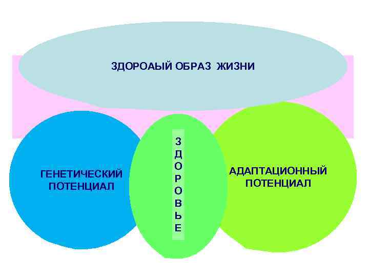 ЗДОРОАЫЙ ОБРАЗ ЖИЗНИ ГЕНЕТИЧЕСКИЙ ПОТЕНЦИАЛ З Д О Р О В Ь Е АДАПТАЦИОННЫЙ