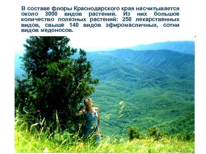 В составе флоры Краснодарского края насчитывается около 3000 видов растений. Из них большое количество