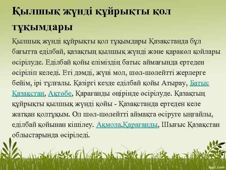 Қылшық жүнді құйрықты қол тұқымдары Қазақстанда бұл бағытта еділбай, қазақтың қылшық жүнді және қаракөл