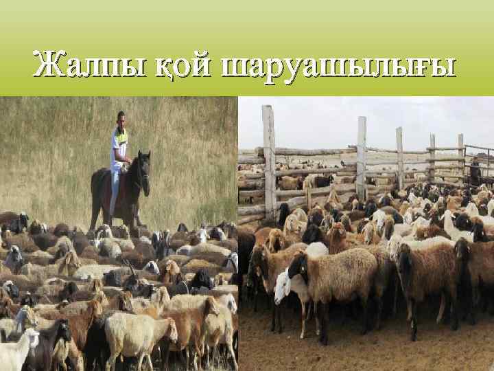 Жалпы қой шаруашылығы 