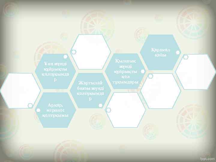 Қаракөл қойы Ұяң жүнді құйрықты қолтұқымда р Арқар, меринос қолтұқымы Жартылай биязы жүнді қолтұқымда