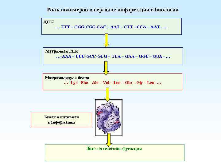 Роль полимеров в передаче информации в биологии ДНК …-TTT – GGG-CAC – AAT –