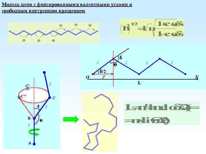 Модель цепи с фиксированными валентными углами и свободным внутренним вращением l O C’’ C