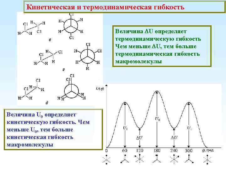 Кинетическая и термодинамическая гибкость Величина U определяет термодинамическую гибкость Чем меньше U, тем больше