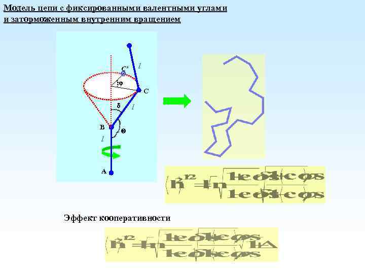 Модель цепи с фиксированными валентными углами и заторможенным внутренним вращением l C’ C B