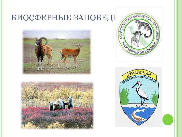 БИОСФЕРНЫЕ ЗАПОВЕДНИКИ 