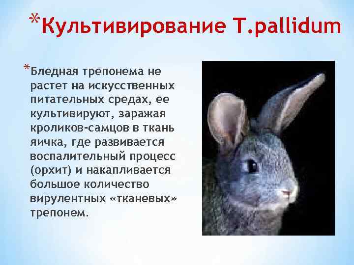 *Культивирование T. pallidum *Бледная трепонема не растет на искусственных питательных средах, ее культивируют, заражая