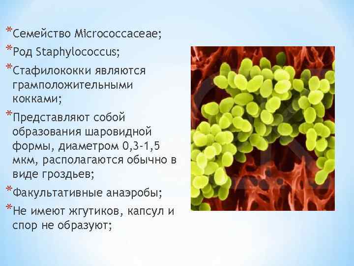 *Семейство Micrococcaceae; *Род Staphylococcus; *Стафилококки являются грамположительными кокками; *Представляют собой образования шаровидной формы, диаметром