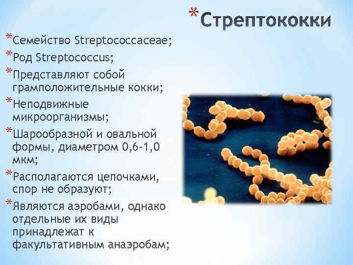 *Семейство Streptococcaceae; *Род Streptococcus; *Представляют собой грамположительные кокки; *Неподвижные микроорганизмы; *Шарообразной и овальной формы,