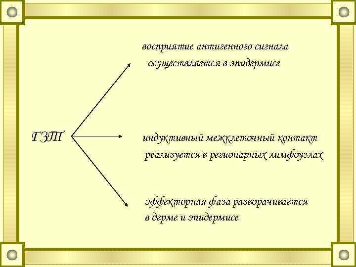 восприятие антигенного сигнала осуществляется в эпидермисе ГЗТ индуктивный межклеточный контакт реализуется в регионарных лимфоузлах