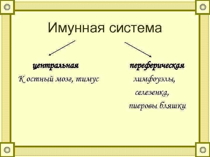 Имунная система центральная К остный мозг, тимус переферическая лимфоузлы, селезенка, пиеровы бляшки 