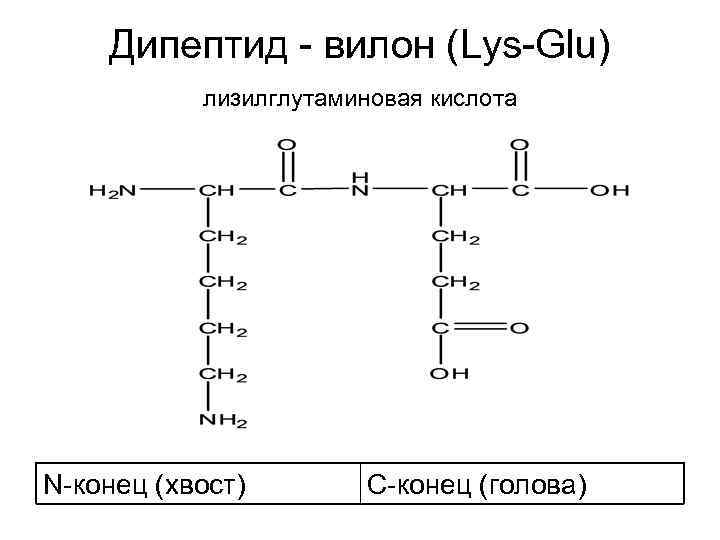 Дипептид - вилон (Lys-Glu) лизилглутаминовая кислота N-конец (хвост) С-конец (голова) 