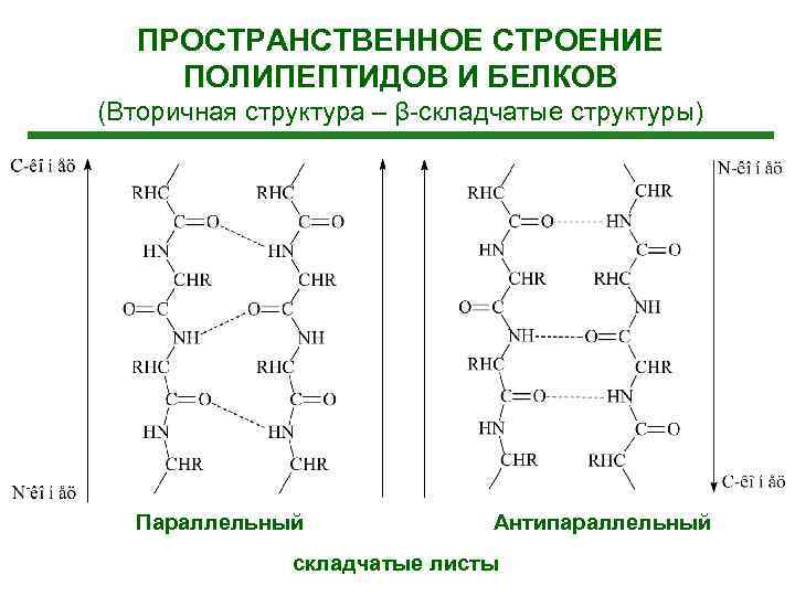 ПРОСТРАНСТВЕННОЕ СТРОЕНИЕ ПОЛИПЕПТИДОВ И БЕЛКОВ (Вторичная структура – β-складчатые структуры) Параллельный Антипараллельный складчатые листы