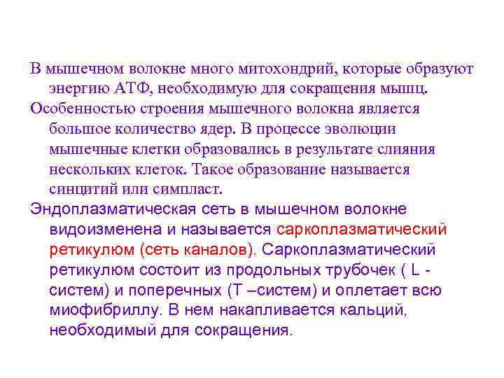 В мышечном волокне много митохондрий, которые образуют энергию АТФ, необходимую для сокращения мышц. Особенностью