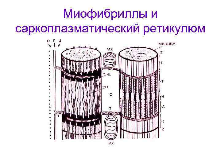 Миофибриллы и саркоплазматический ретикулюм 