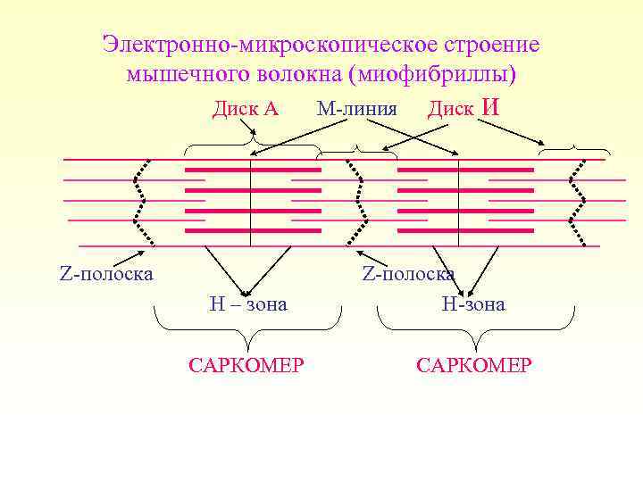 Электронно-микроскопическое строение мышечного волокна (миофибриллы) Диск А М-линия Диск И Z-полоска Н – зона