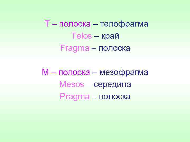 Т – полоска – телофрагма Telos – край Fragma – полоска М – полоска