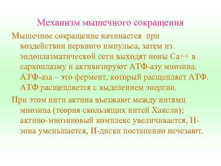 Механизм мышечного сокращения Мышечное сокращение начинается при воздействии нервного импульса, затем из эндоплазматической сети
