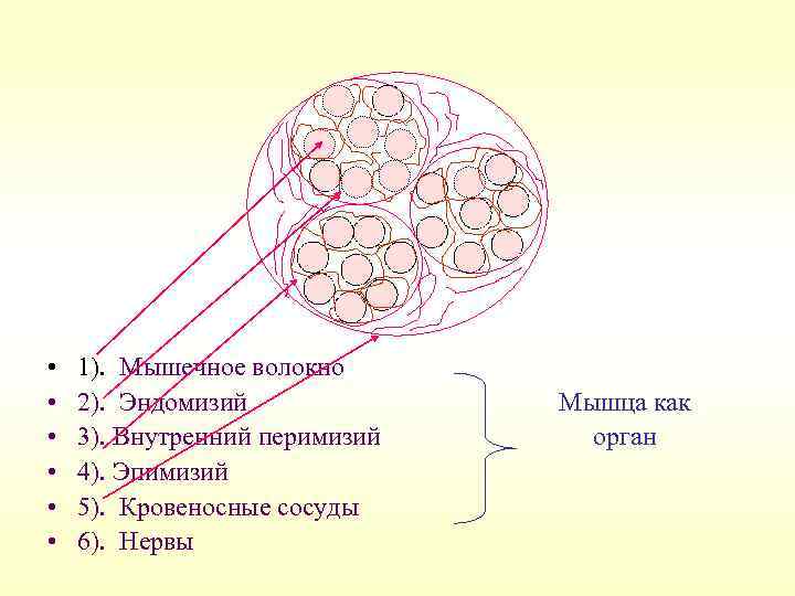  • • • 1). Мышечное волокно 2). Эндомизий 3). Внутренний перимизий 4). Эпимизий