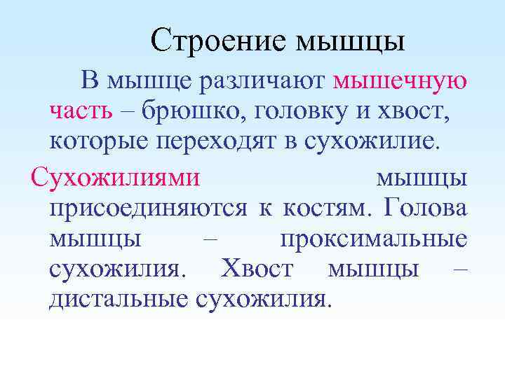 Строение мышцы В мышце различают мышечную часть – брюшко, головку и хвост, которые переходят