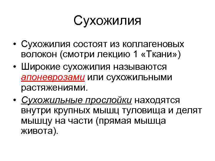 Сухожилия • Сухожилия состоят из коллагеновых волокон (смотри лекцию 1 «Ткани» ) • Широкие