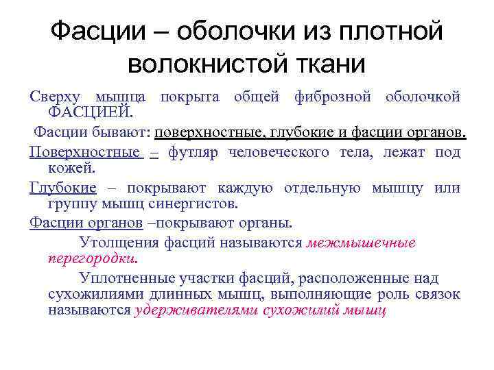 Фасции – оболочки из плотной волокнистой ткани Сверху мышца покрыта общей фиброзной оболочкой ФАСЦИЕЙ.