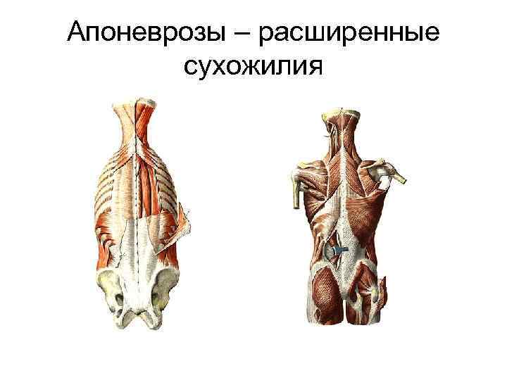 Апоневрозы – расширенные сухожилия 