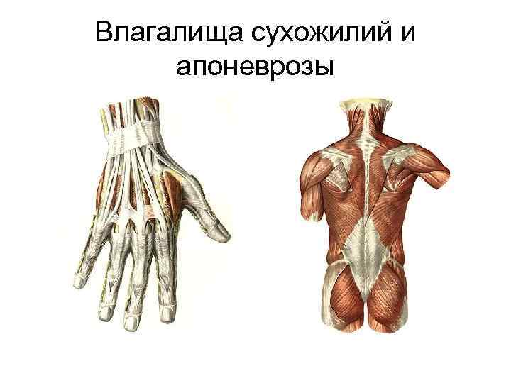 Влагалища сухожилий и апоневрозы 