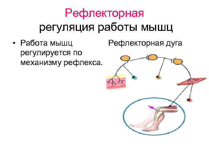 Кожно мышечные рефлексы. Регуляция работы мышц. Механизмы рефлекторной регуляции. Рефлекторная дуга коленного рефлекса. Работа рефлекторной дуги.