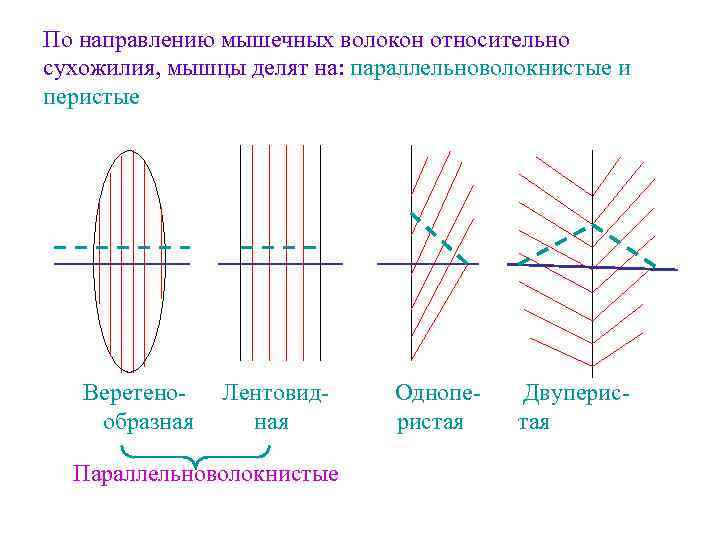 По направлению мышечных волокон относительно сухожилия, мышцы делят на: параллельноволокнистые и перистые Веретенообразная Лентовидная
