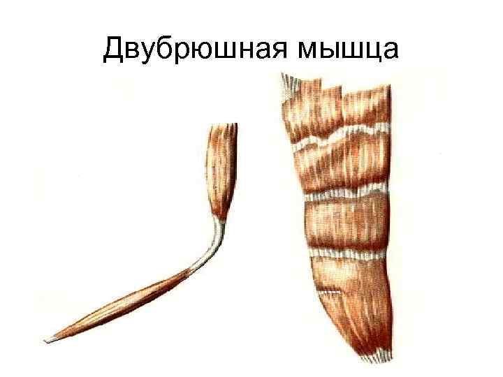 Двубрюшная мышца 