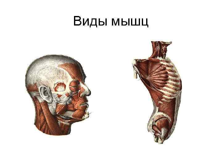 Виды мышц 
