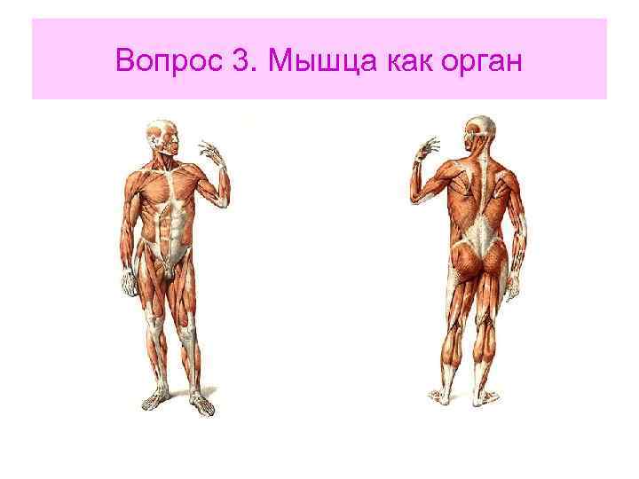 Вопрос 3. Мышца как орган 